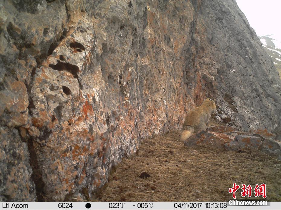 近日，青海省杂多县与山水自然保护中心联合开展的生物多样性监测中，红外相机捕捉到一组“大方脸”藏狐“自拍照”。以“迷之微笑”著称的藏狐，分布海拔三四千米的高原地带，作为青藏高原特有种，通常“强占”旱獭洞穴以“家庭”为单位居住。文/罗云鹏 山水自然保护中心供图