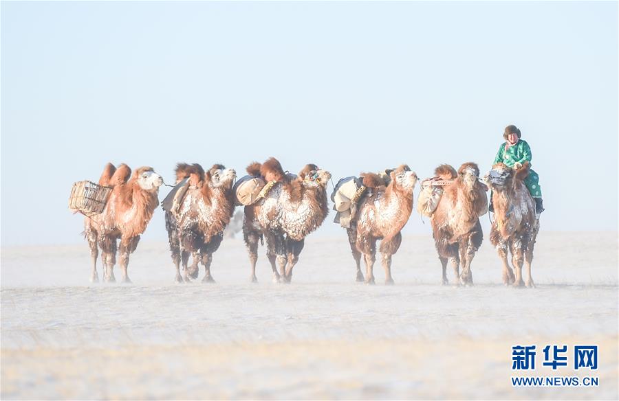 1月9日，牧民骑着骆驼行走在白雪茫茫的苏尼特草原上。当日，内蒙古苏尼特右旗第12届骆驼文化节在苏尼特右旗赛汉塔拉镇举行。来自鄂尔多斯、呼伦贝尔以及苏尼特和乌珠穆沁草原的牧民带着200多峰骆驼在白雪覆盖的草原上进行骆驼选美、骆驼竞速等比赛。文化节还举行了赛马、搏克等蒙古族传统体育活动。新华社记者 连振 摄