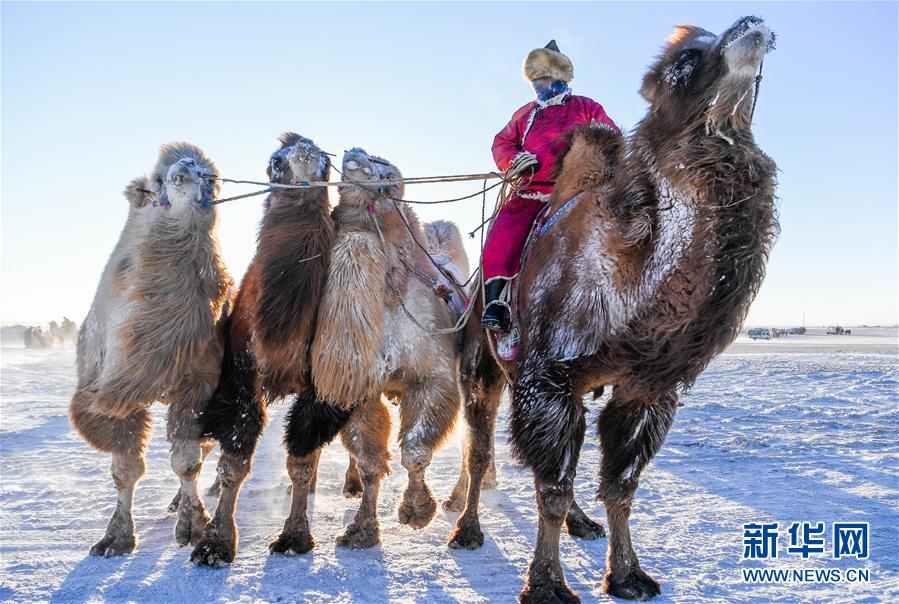 1月9日，牧民牵着骆驼参加骆驼选美。当日，内蒙古苏尼特右旗第12届骆驼文化节在苏尼特右旗赛汉塔拉镇举行。来自鄂尔多斯、呼伦贝尔以及苏尼特和乌珠穆沁草原的牧民带着200多峰骆驼在白雪覆盖的草原上进行骆驼选美、骆驼竞速等比赛。文化节还举行了赛马、搏克等蒙古族传统体育活动。新华社记者 连振 摄