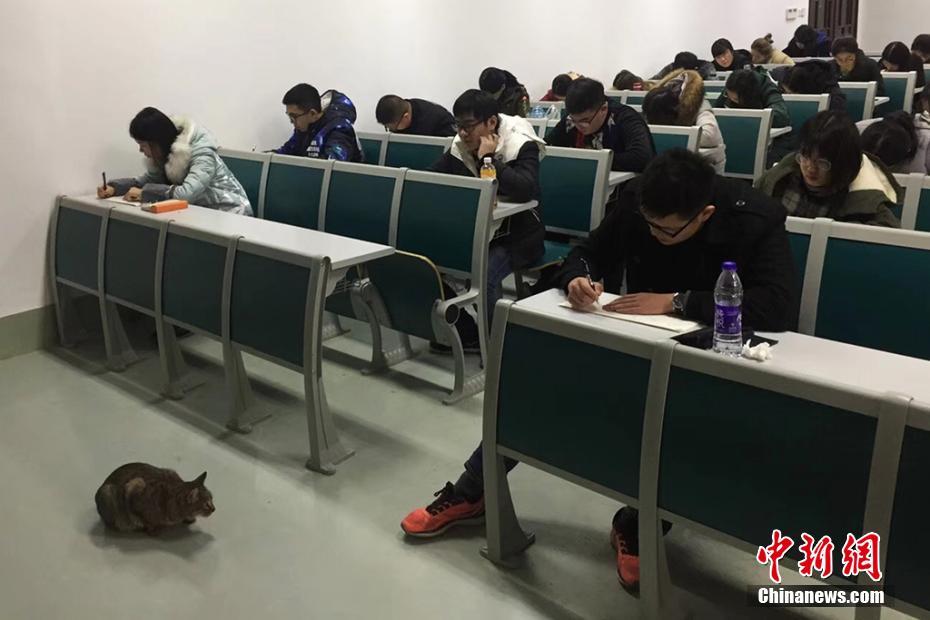 1月9日，生活在南京农业大学校园内的一只在考场内“巡逻监考”的猫被拍摄后，照片上传至该校校园网，引发大学生和网友们的留言和转载，瞬间成为“网红”。伍洁 摄