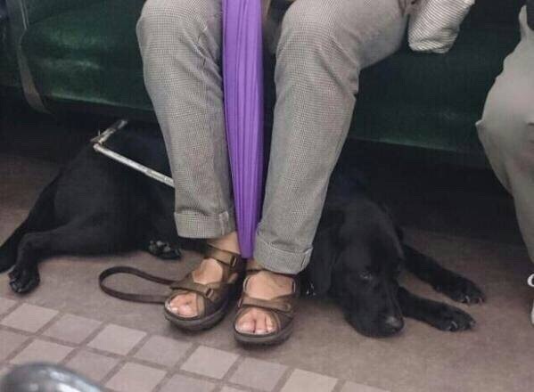一位妹子在地铁上拍到一只懂事的导盲犬:匀速带着主人穿过人群,来到一个较空的位子,确认主人坐稳后,再钻到主人腿后面,不挡着其他乘客,同时又保持警惕观察四周,简直太敬业!