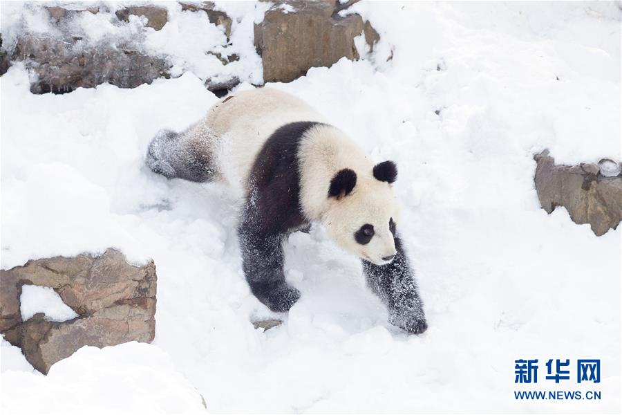 熊猫"戏"雪