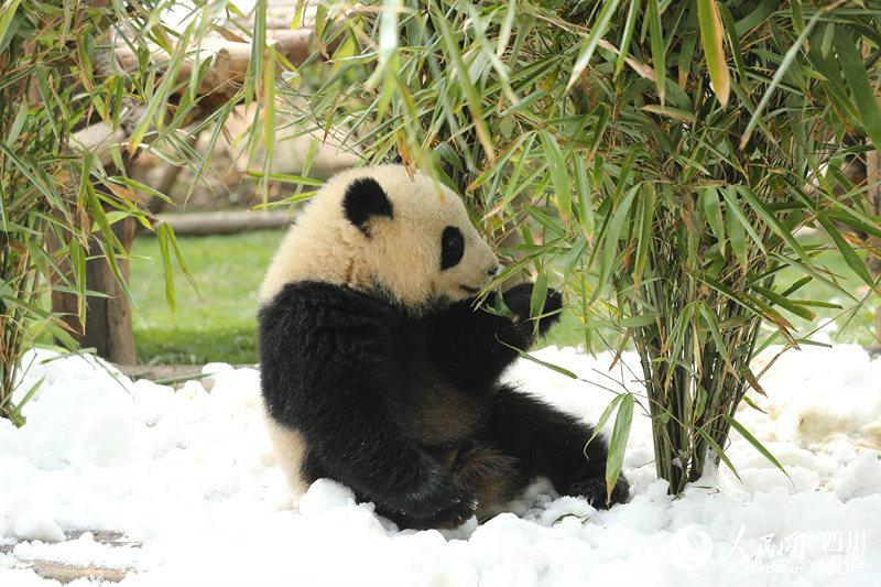 2月14日上午，成都大熊猫繁育研究基地（以下简称“成都熊猫基地”）的太阳产房母子园及幼年大熊猫别墅活动场铺满了皑皑白雪。看见白茫茫的雪，大熊猫们跑到活动场，在雪堆中打滚玩耍，兴奋不已。
原来，这是成都熊猫基地在春节前特意为熊猫们准备的一份“年货”。为了这份惊喜，2月12日凌晨，成都熊猫基地专程派人前往九鼎山太子岭滑雪场拉来了雪。
同时，为避免大自然其他生物的尿液、粪便或病菌对白雪造成污染危及大熊猫的健康安全，成都熊猫基地还以高山无污染水为原材料，用造雪机专门制造了供大熊猫玩耍的白雪，目的是模拟大熊猫野外生存环境。
记者还了解到，成都熊猫基地预计于2月18日（待定，根据天气等原因或推迟）再次为大熊猫们提供白雪，为它们的春节办一份特殊的“年货”。