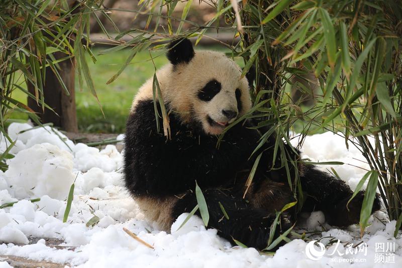 2月14日上午，成都大熊猫繁育研究基地（以下简称“成都熊猫基地”）的太阳产房母子园及幼年大熊猫别墅活动场铺满了皑皑白雪。看见白茫茫的雪，大熊猫们跑到活动场，在雪堆中打滚玩耍，兴奋不已。
原来，这是成都熊猫基地在春节前特意为熊猫们准备的一份“年货”。为了这份惊喜，2月12日凌晨，成都熊猫基地专程派人前往九鼎山太子岭滑雪场拉来了雪。
同时，为避免大自然其他生物的尿液、粪便或病菌对白雪造成污染危及大熊猫的健康安全，成都熊猫基地还以高山无污染水为原材料，用造雪机专门制造了供大熊猫玩耍的白雪，目的是模拟大熊猫野外生存环境。
记者还了解到，成都熊猫基地预计于2月18日（待定，根据天气等原因或推迟）再次为大熊猫们提供白雪，为它们的春节办一份特殊的“年货”。