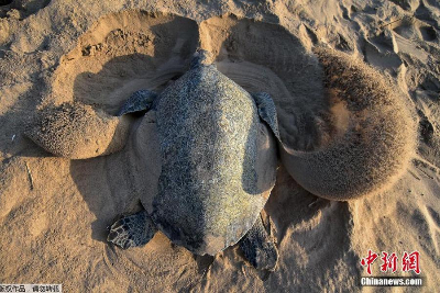 大量海龟聚集印度海滩产卵 场面难得一见