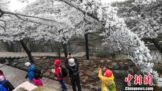 3月20日早间,安徽黄山风景区现雾凇、春雪美景,吸引了许多游客观赏拍照。
当日黄山雾霭缭绕,松林披挂雾凇,晶莹剔透;山峦沟壑如着银装,在云雾飘渺之间,甚为壮观。许多游客身着棉衣,手持摄影器材,以披挂雾凇的奇松怪石为背景,摆出各种造型合影留念。据山上游客介绍,当日除雾凇之外,上午9时许还有短暂的降雪过程,由于落地即化,因此路面之上并无积雪。
据黄山气象部门相关负责人介绍,虽然已是春季,但黄山之巅海拔较高,气温仍旧较低,加之近两日阴雨连绵,因此才形成了春天不多见的雾凇春雪美景。