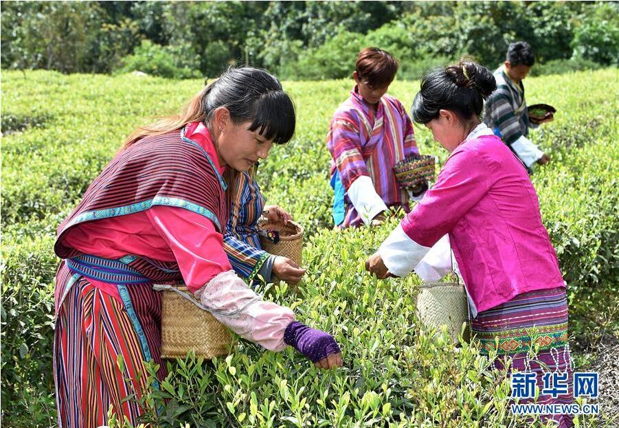 墨脱县背崩乡茶园农民出售新茶（4月7日摄）。西藏墨脱县属喜马拉雅山东侧亚热带湿润气候，四季如春，雨量充沛，适合种植茶叶。目前，墨脱县共建成高标准高山有机茶园25个，实行“农民种茶，公司收茶”的方式，已为当地茶农带来了近180万元的收入，茶叶已成为当地茶农脱贫致富的“金叶”。