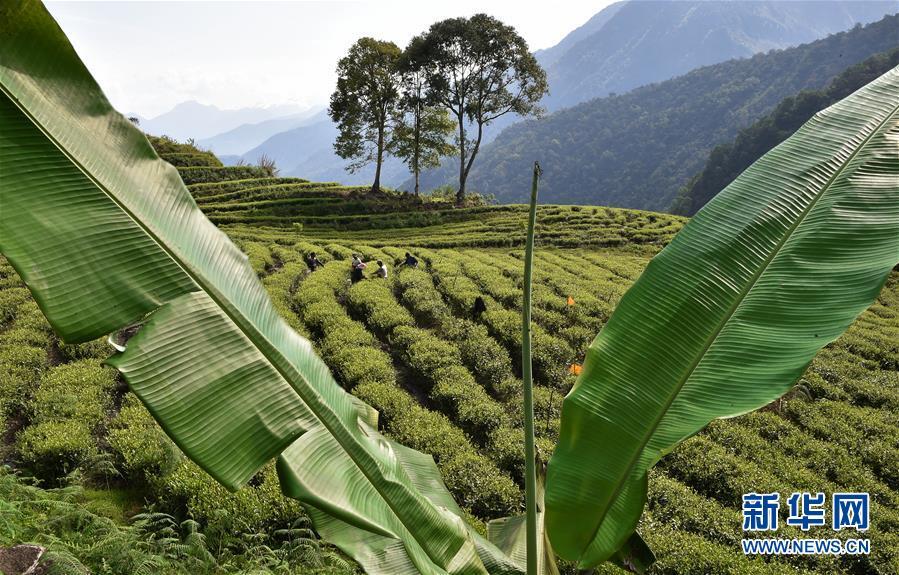 墨脱县背崩乡茶园农民出售新茶（4月7日摄）。西藏墨脱县属喜马拉雅山东侧亚热带湿润气候，四季如春，雨量充沛，适合种植茶叶。目前，墨脱县共建成高标准高山有机茶园25个，实行“农民种茶，公司收茶”的方式，已为当地茶农带来了近180万元的收入，茶叶已成为当地茶农脱贫致富的“金叶”。