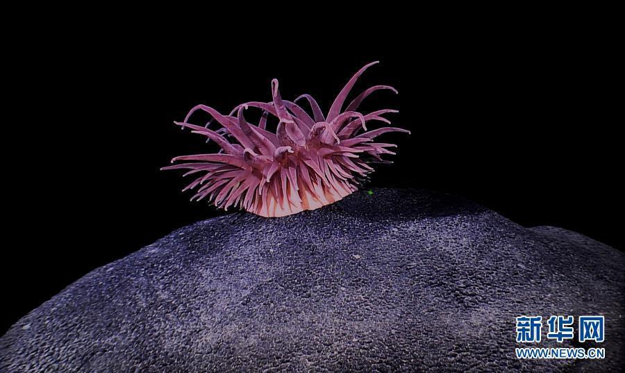 麦哲伦海山岩石上的海葵（4月8日摄）。