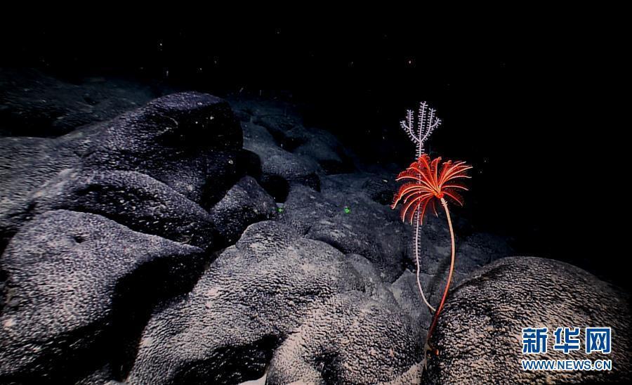 麦哲伦海山红色的海百合和白色的竹柳珊瑚（4月8日摄）。
