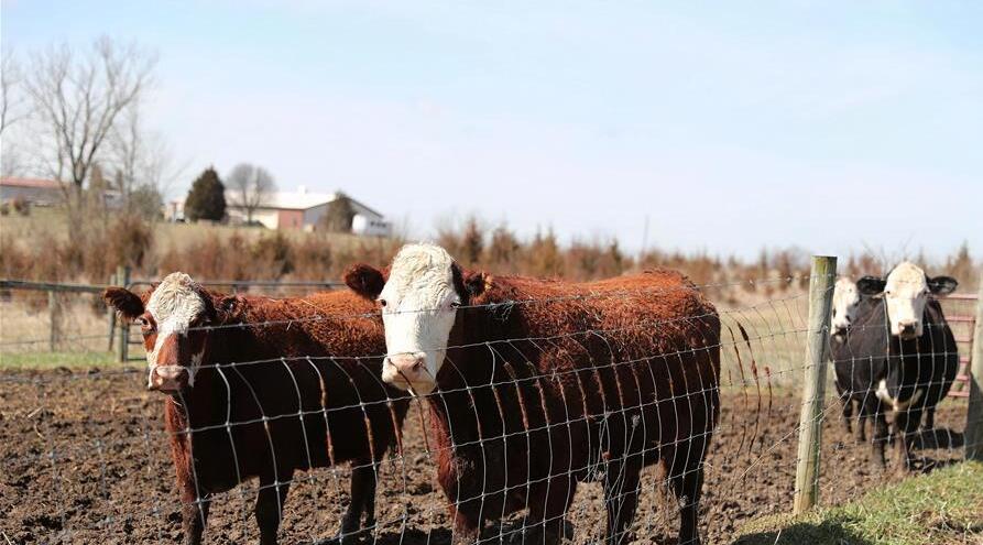 这是4月19日在美国伊利诺伊州威尔县沃里克农场拍摄的牛圈。“作为美国农民，我们对加征关税不感兴趣，但是我们需要保护自身利益。我们不愿失去中国市场，我们需要出口。”史蒂夫·沃里克，一位来自美国中西部伊利诺伊州的农民，道出许多美国农户的心声。距芝加哥约50公里的威尔县，农田一望无际，临近春季播种，万物复苏，到处洋溢绿色生机。但是，从事农业数十年的沃里克感受到的却是贸易摩擦带来的“寒意”。