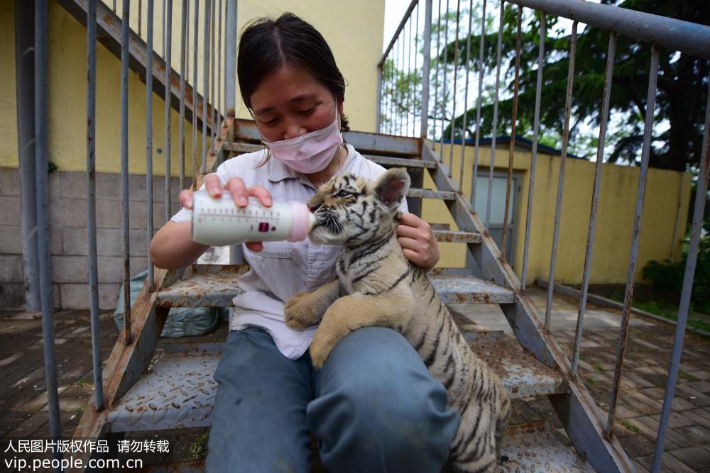 2018年5月16日,在山东烟台动物园,一只新出生的东北虎与游客见面。<br/>
今年3月7日,一只12岁的母虎弃养虎仔,饲养员对小东北虎进行人工喂养,悉心照顾,为它增加营养食物,密切关注它们的生长状态。目前“虎宝宝”活泼可爱,各项指标正常。初阳/摄