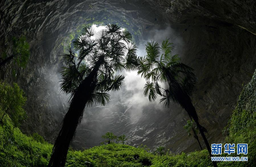 这是5月17日在湖北省宣恩县锣圈岩村天坑底部拍摄的植物。时值初夏,在湖北省恩施土家族苗族自治州宣恩县锣圈岩村,一个深达290余米的天坑里绿意浓浓。天坑底部面积近百亩,地貌和气候特征独特,造就了“天坑植物园”较为独立的生态系统。新华社发(宋文摄)