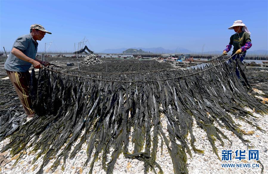 5月17日,在霞浦县沙江镇沙江村码头,养殖户在晾晒海带。<br/>
福建省宁德市霞浦县,素有“中国海带之乡”之称,以滩涂养殖闻名。每年五六月份,霞浦县进入海带收获季。<br/>
近年来,霞浦海带养殖设施技术不断更新,养殖规模和品质不断提升。2017年,霞浦县海带养殖面积达8万多亩,产量15万多吨,产值达10多亿元人民币。海带养殖成为霞浦沿海渔民增收致富的重要途径。新华社记者 魏培全 摄<br/>