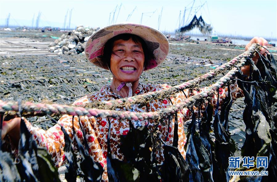 5月17日,在霞浦县沙江镇沙江村码头,养殖户骆兰秋在展示晒干的海带。新华社记者 魏培全 摄