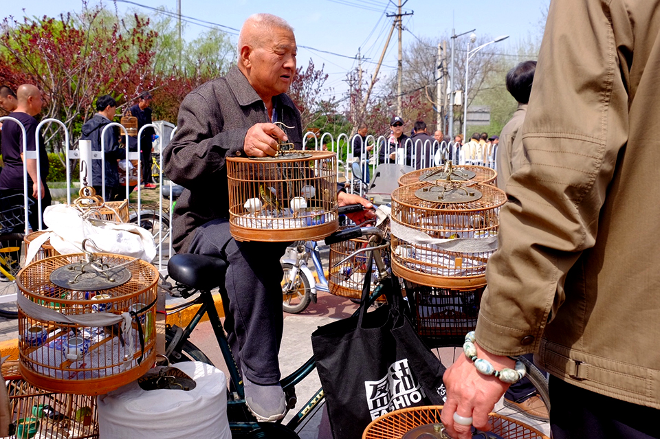 “鸽市”取缔前，一名商贩艰难的坐在布满鸟笼的自行车上。（摄于4月12日）