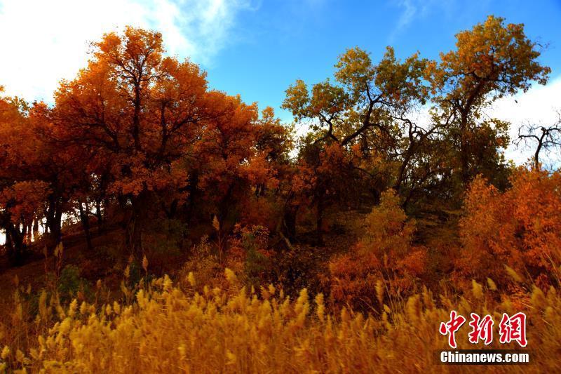 深秋季节错落有致的胡杨林。高宏善 摄 图片来源：中新网