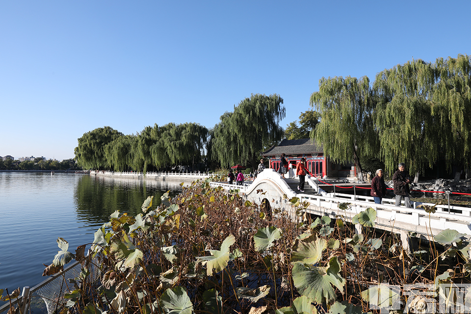 蓝天，绿水，石桥，残荷勾勒出一幅高颜值的秋日画卷。 中宏网记者 富宇 摄