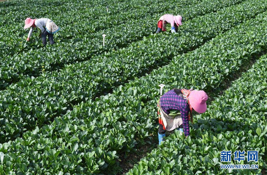 10月16日，砚山县稼依镇新寨村的农妇在蔬菜种植基地收菜。新华社记者杨宗友摄