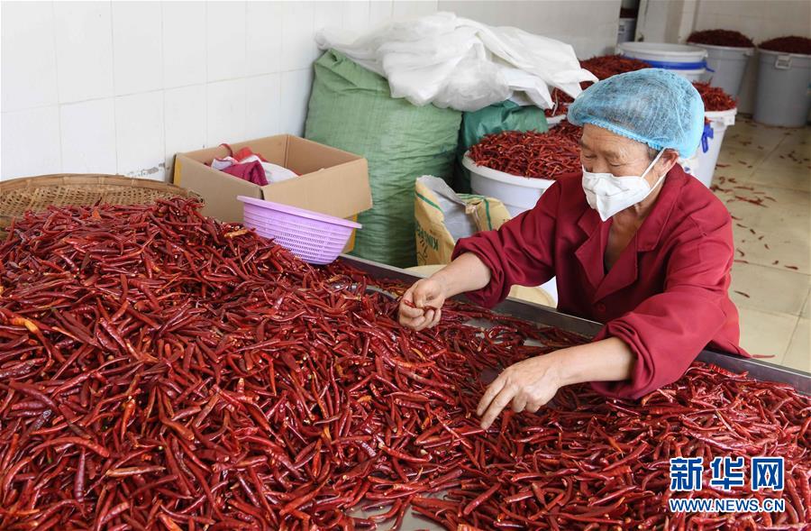 10月16日，砚山县稼依镇大稼依社区的农妇在整理辣椒。新华社记者杨宗友摄