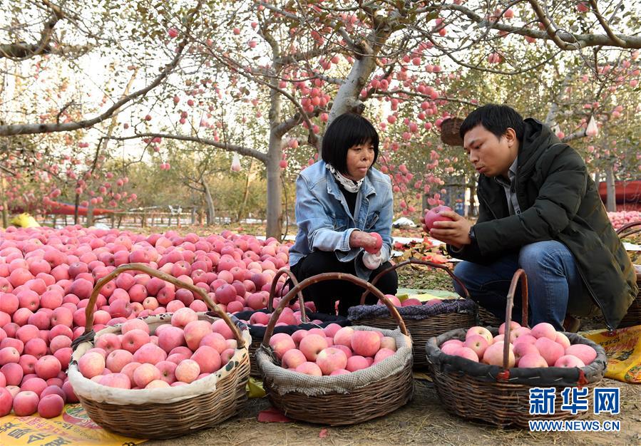 付凡平带着来自湖南的客商在陕西宜川县云岩镇上庄村的果园里了解苹果情况（10月15日摄）。新华社记者刘潇摄
