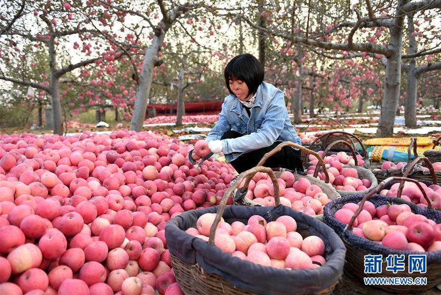 付凡平在陕西宜川县云岩镇上庄村的果园里查看苹果（10月15日摄）。新华社记者刘潇摄