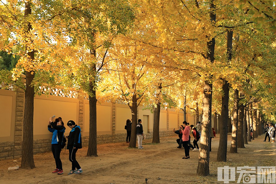 【钓鱼台】这里可以说是秋天里北京最著名的网红打卡胜地之一，堪比春天的玉渊潭樱花！每年最佳观赏期大约在11月初，这时候满树金黄，遍地落叶，如果赶上一阵风，还能看到迷人的银杏叶漫天飘舞。不过如果想赶在游人略少的时段，就请务必早起！ 中宏网记者 富宇 摄