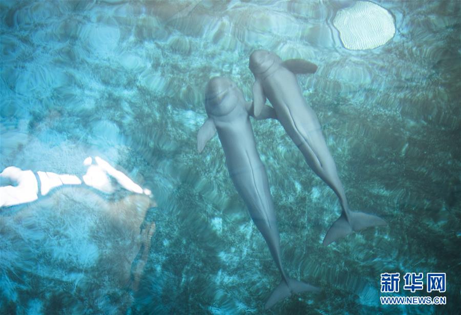 11月10日，两头长江江豚在水中游动。新华社记者肖艺九摄 图片来源：新华网