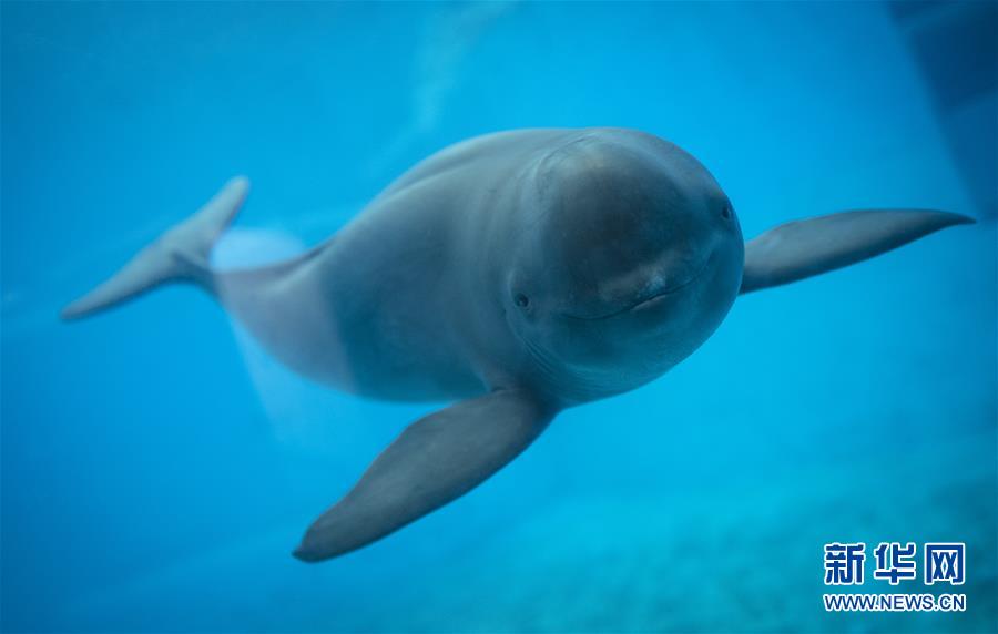 11月10日，一头长江江豚在水中游动。 新华社记者肖艺九摄 图片来源：新华网