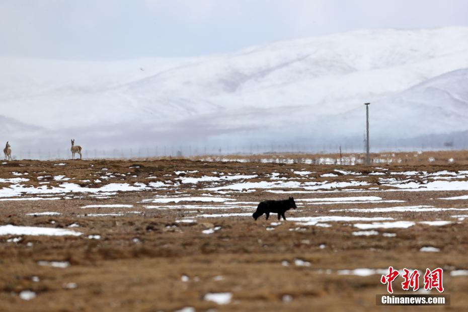 世界自然基金会（WWF）近期在三江源国家公园黄河源园区开展的水鸟调查中，拍摄到一只非常稀有的雌性黑狼影像，相关专家证实这是中国首次记录到黑狼，同时也证实黑狼在中国野外的存在，实属罕见。资料图为调查队员在三江源国家公园黄河源园区拍摄到的黑狼画面。中新社记者 李理 摄 图片来源：中新网