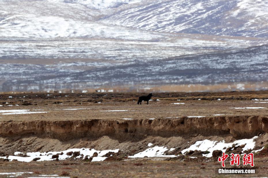 调查队员在三江源国家公园黄河源园区拍摄到的黑狼画面。（资料图）中新社记者 李理 摄 图片来源：中新网