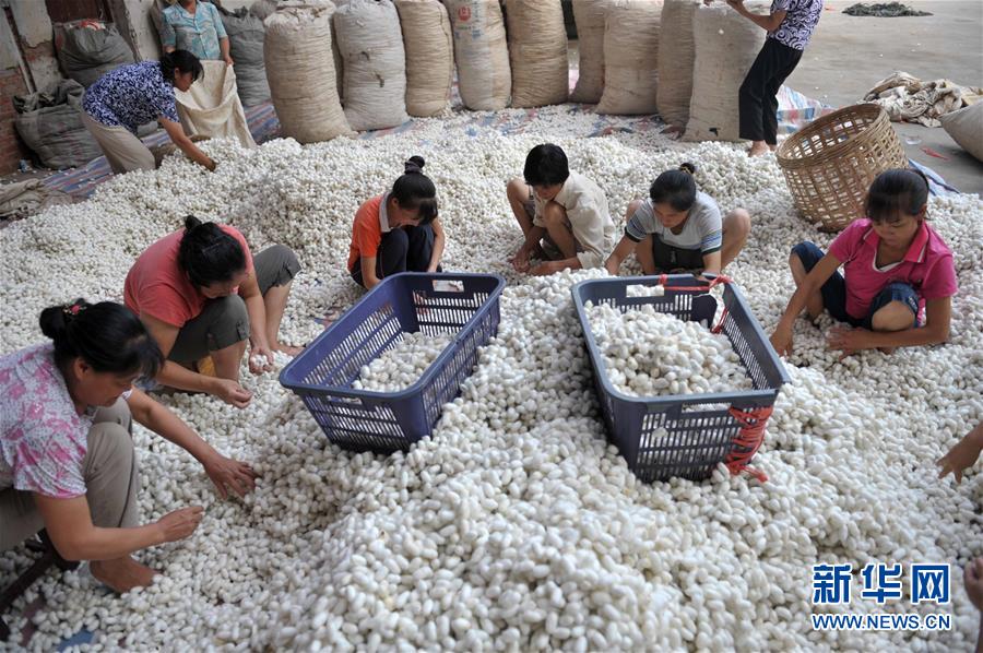 工人在广西河池市宜州区一家蚕茧收购公司挑选蚕茧（2008年9月19日摄）。 新华社记者 周华 摄