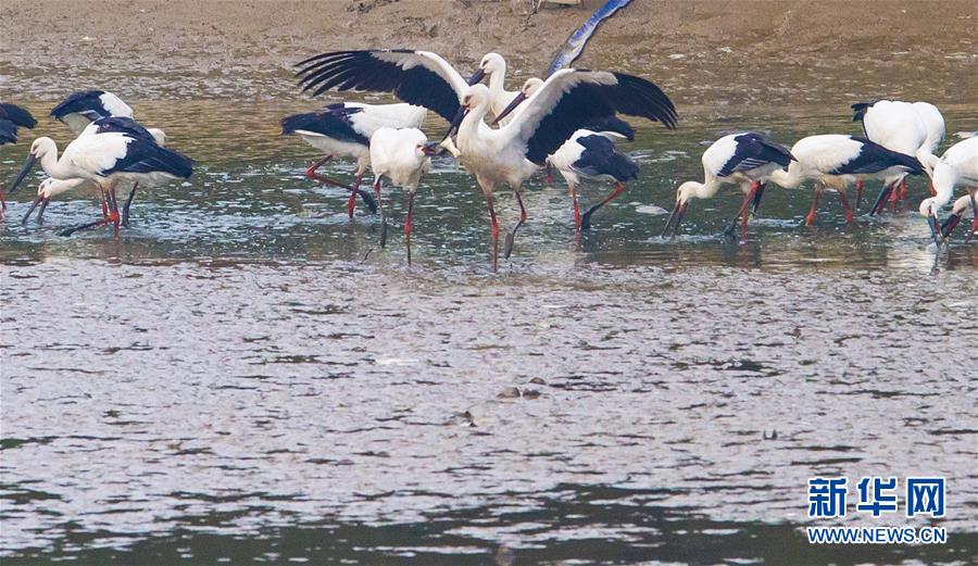 11月21日，东方白鹳在安徽巢湖半岛国家湿地公园觅食。 新华社记者 郭晨 摄