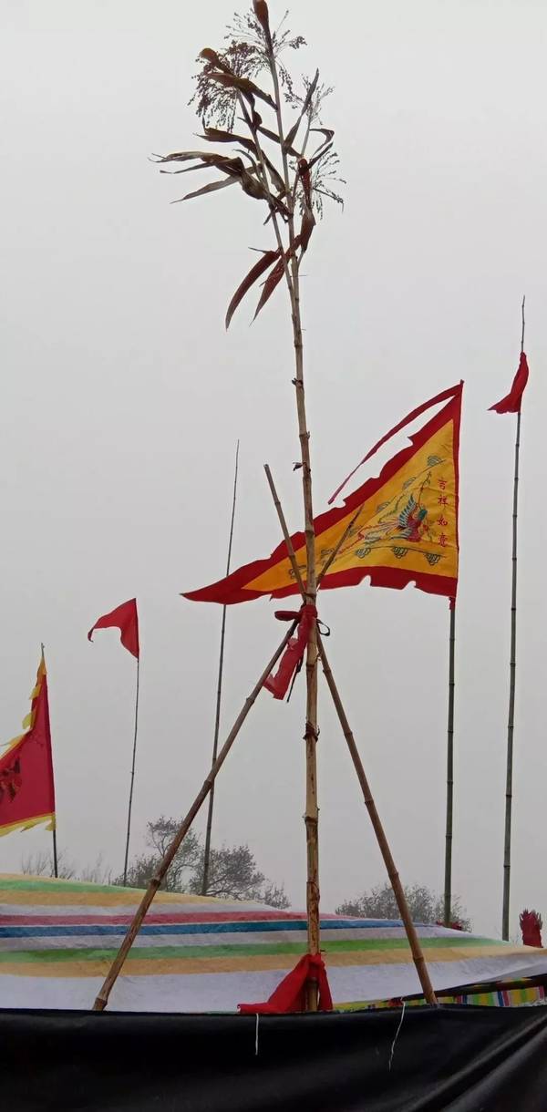 近日,山东菏泽,孙庄有一棵5.7米高的高粱,村民拿它当作“神树”,前来烧香祭拜,放鞭炮供香火钱,甚至还有村民对着这棵高粱磕头。大家以为这棵“神树”能为自己带来祝福。 图片来源:大众网