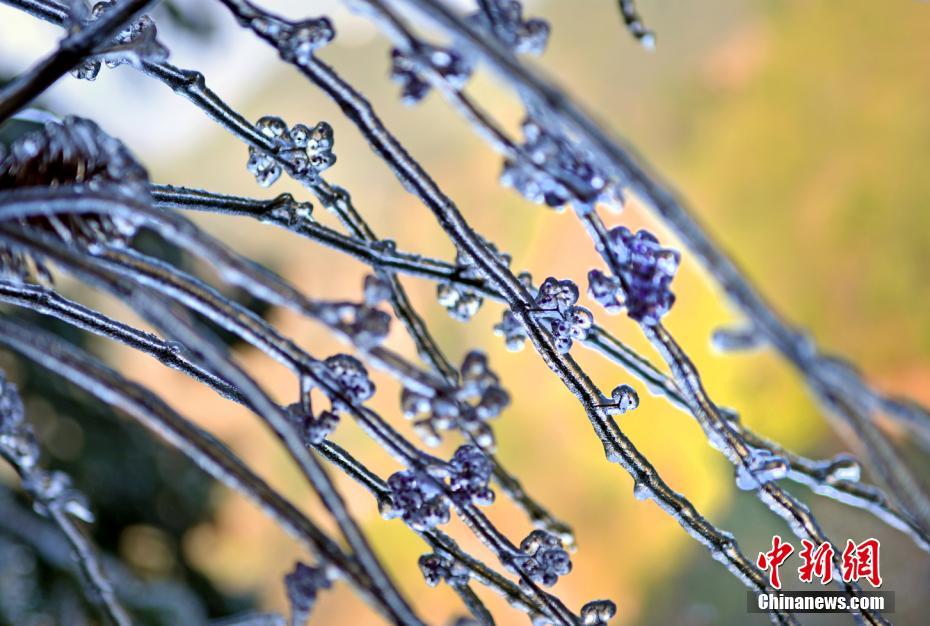 12月7日，“华南第一高峰”桂林猫儿山气温下降至零度，出现大面积雾凇景观，宛如仙境，美不胜收。钟欣 摄 图片来源：中新网