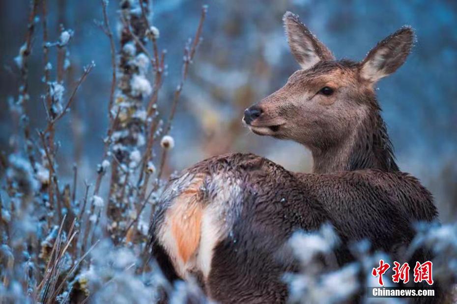 野生鹿感受冰雪世界。葛旺 摄 图片来源：中新网