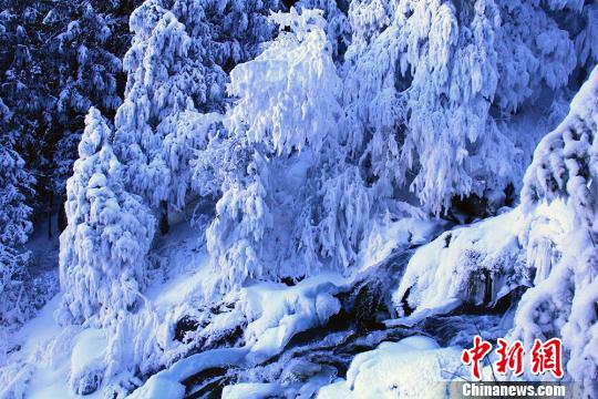 12月10日，新疆天山天池景区步道现冰雪奇观。 甄梅 摄 图片来源：中新网
