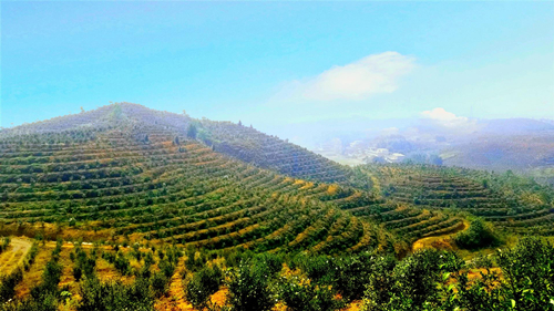 常宁市油茶种植面积100余万亩，是全国油茶核心产区、国家油茶示范林基地试点县和首个国家油茶生物产业基地。.jpg