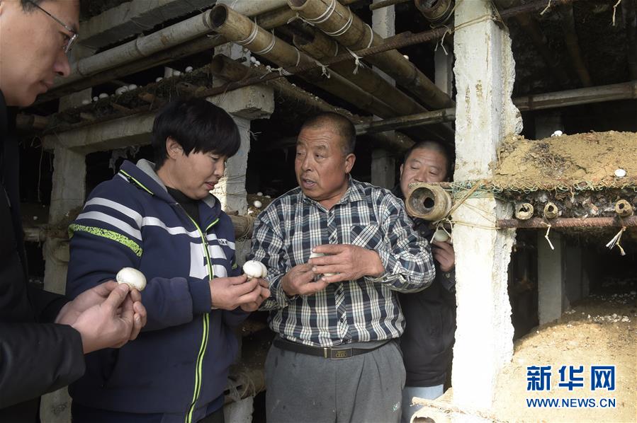 　　12月18日，在三河市李旗庄镇一家种植企业的“扶贫大棚”里，技术人员（右二）为食用菌种植贫困户讲解双孢菇的种植知识。  新华社记者 鲁鹏 摄

