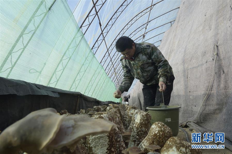 　　12月18日，在三河市李旗庄镇一家种植企业的“扶贫大棚”里，工作人员在管护种植的香菇菌棒。 新华社记者 鲁鹏 摄