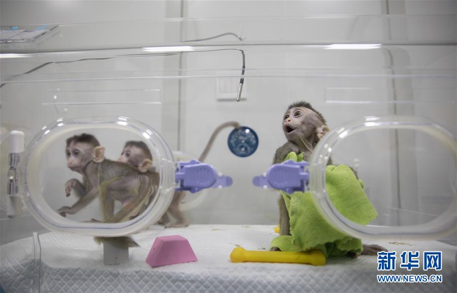 1月22日，在中科院神经科学研究所非人灵长类研究平台保育室拍摄的生物节律紊乱体细胞克隆猴。 新华社记者 金立旺 摄