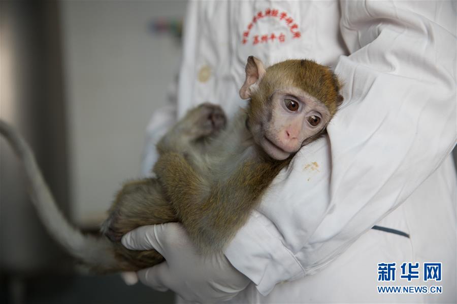1月22日，在中科院神经科学研究所非人灵长类研究平台猴室拍摄的五只生物节律紊乱体细胞克隆猴的“父亲”。 新华社记者 金立旺 摄