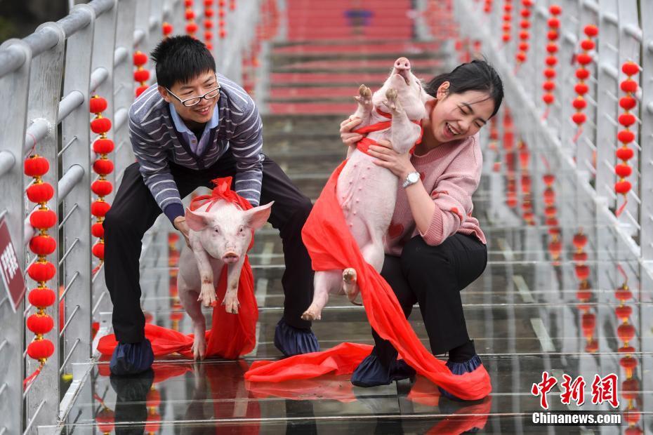 游人感受抱猪跑比赛。杨华峰 摄 图片来源：中新网