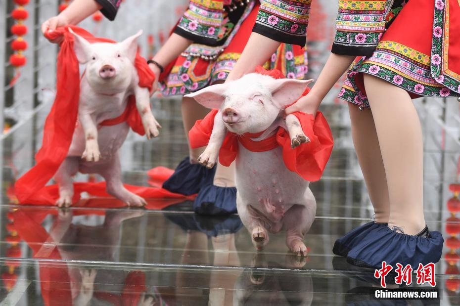 憨态可掬的小猪感受玻璃桥高空刺激。杨华峰 摄 图片来源：中新网
