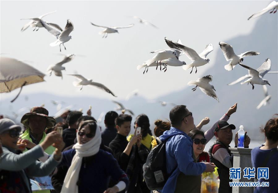 2月10日，游客在昆明滇池畔观赏红嘴鸥。新华社发（梁志强 摄）
