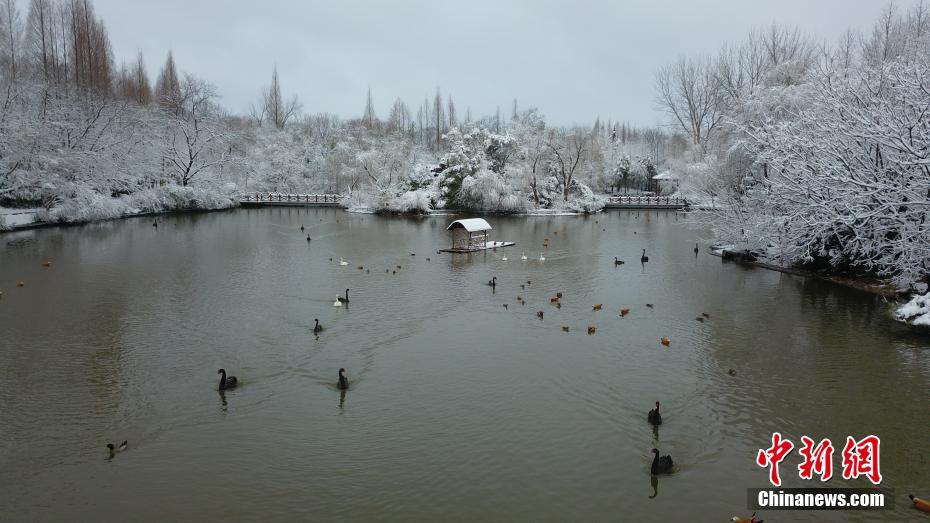 图为数十只水禽在湖中戏水。 孟德龙 摄 图片来源：中新网