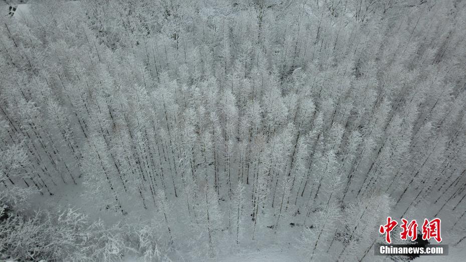 图为树木披上了一层莹白，如梦似幻。 孟德龙 摄 图片来源：中新网