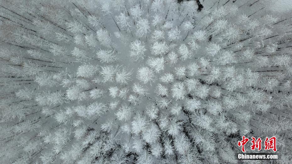 2月9日，雪后古城扬州银装素裹，雪景美如画，处处都是唯美画卷。图为雪落层林美如画。 孟德龙 摄 图片来源：中新网