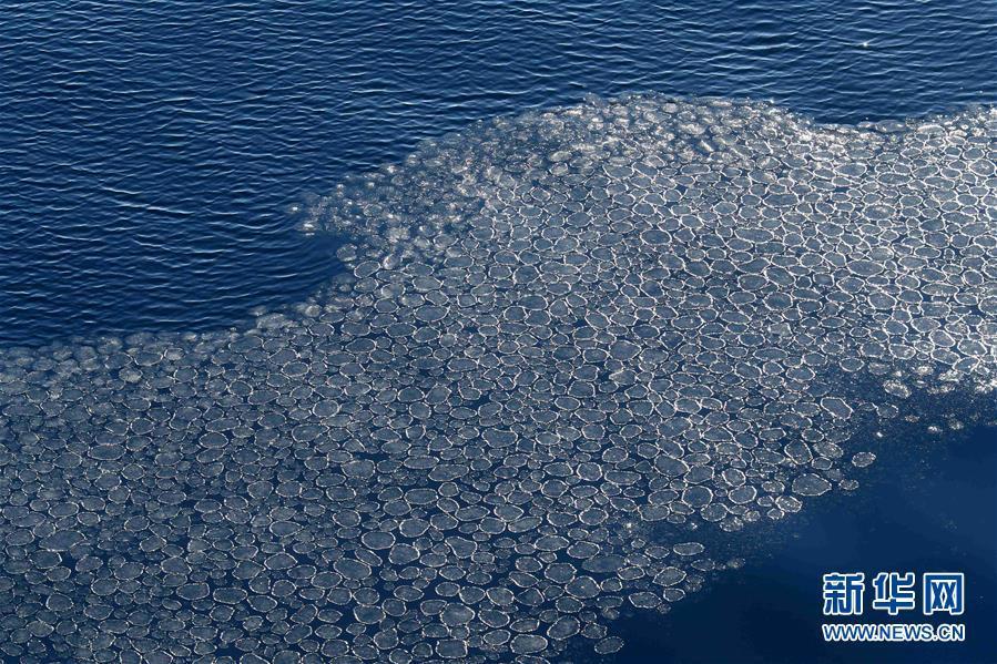 这是像初生荷叶一样的新冰（2月15日摄）。新华社记者 刘诗平 摄 图片来源：新华网
