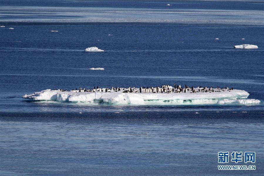 这是2月15日拍摄的南极小冰山上的企鹅群。新华社记者 刘诗平 摄 图片来源：新华网